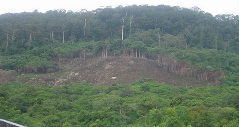 Hutan Indonesia tak...