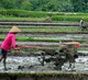 Petani Sumut diharapkan...
