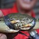 Ekspor kepiting Jatim...