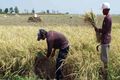 Panen raya, harga gabah...