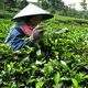 Produksi teh Malino...
