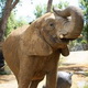 Gajah tewaskan pawang...