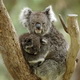 Populasi menurun, Koala...