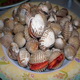 Kerang laminasi Magelang...