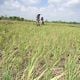 Petani daerah sawah...