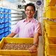 Bisnis ulat hongkong,...