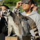 Lemur pun tertipu Gerhana...