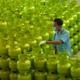 Harga elpiji 3 kg undang...