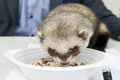 Fred si Musang punya...