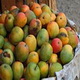Mangga Indramayu paling...