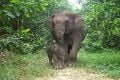 Diracun, Gajah Sumatera...