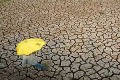 Ribuan hektar sawah...