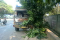 Tabrak pohon, Truk Fuso...