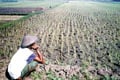 Ratusan Hektar sawah...