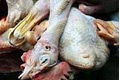 Bos bakso ayam tiren...