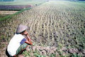 Ribuan hektar sawah...