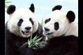 Panda raksasa Kai Kai...