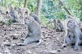 Kemarau, kera Goa Kreo...