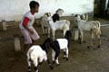 Harga hewan kurban di...