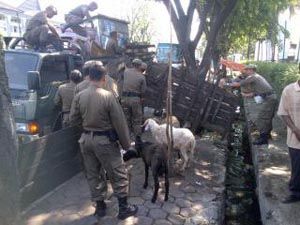 Salahi perda, dua kambing...