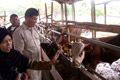 Mau diantar, sapi mengamuk