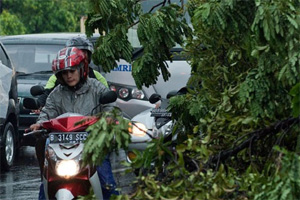 Tak hujan, pohon tumbang...