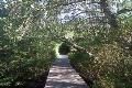 Kondisi hutan mangrove...