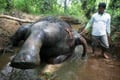 3 gajah diracun, diduga...