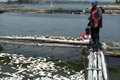 Ribuan ikan di keramba...