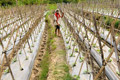 Petani keluhkan lambannya...