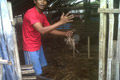 Ribuan itik mati mendadak...