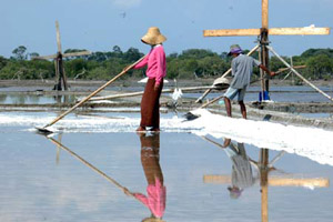 NTT garap tambak garam...