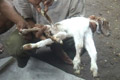 Kambing berkaki enam...