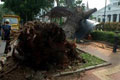 50 pohon perindang rawan...
