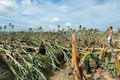 Topan Bopha ubah petani...