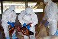 Virus H5N1 mewabah,...