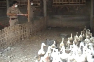 2 pekan, puluhan ayam...
