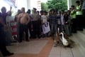 Anggota dewan malas...