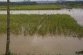 800 hektare lahan pertanian...