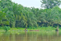Banjir ancam kebun karet...