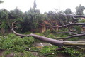 Tumbang, pohon berusia...