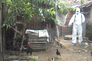 Ayam mati mendadak,...