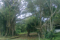 Pohon keramat, sudah...