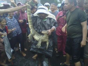 Banjir seret buaya ke...