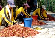 Pendapatan petani kopi...