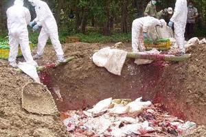 Ratusan unggas di Sukabumi...