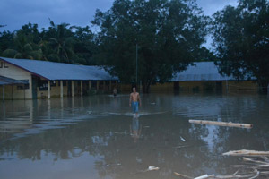 Banjir rusak sawah dan...