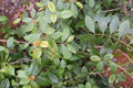 Ladang khat di Baturraden...