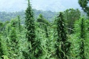Banyak ladang ganja,...