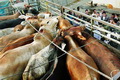 BUMN akan diberi alokasi...